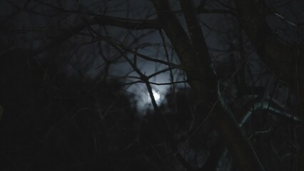 Moon is seen through tree branches at night in forest or city park. Focus on tree and bush as moonlight shines in the background. Cold winter night outdoors - Powered by Adobe