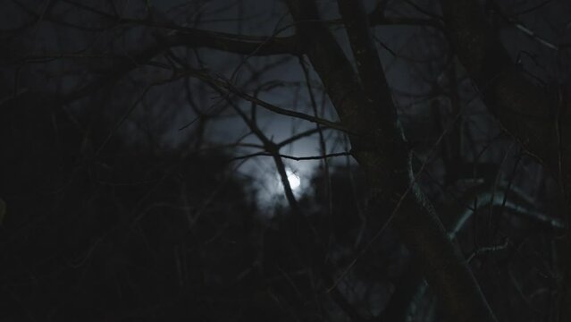 Moon is seen through tree branches at night in forest or city park. Focus on tree and bush as moonlight shines in the background. Cold winter night outdoors