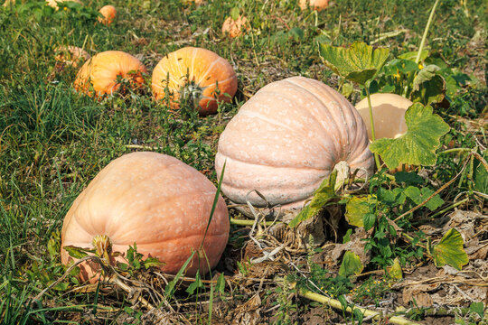 Ripe orange pumpkins on the field in autumn, harvest organic vegetables. Autumn image in country style. Healthy eating, diet concept. The local garden produces clean food.