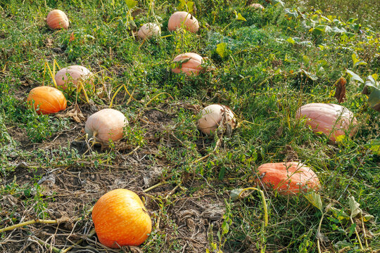 Ripe orange pumpkins on the field in autumn, harvest organic vegetables. Autumn image in country style. Healthy eating, diet concept. The local garden produces clean food.