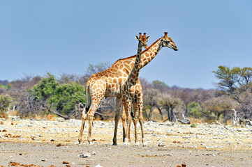 Namibia. Etosha National Park. Giraffes in the wild