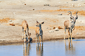 Fototapeta na wymiar Namibia. Etosha National Park. Kudu drinking at a a waterhole