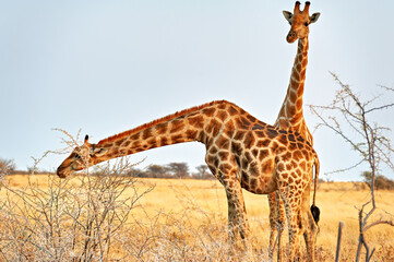 Namibia. Etosha National Park. Giraffes in the wild