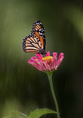 monarch butterfly on flower