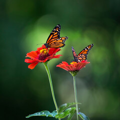 monarch butterfly on flower