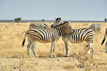 Fototapeta na wymiar Namibia. Etosha National Park. Zebras cuddling in the wild