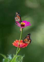 monarch butterfly on flower