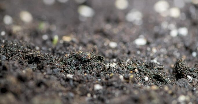 Fresh grass growing macro time-lapse. Closeup of germination and growth of tiny grass cereal crop. Wheat, oats or barley culture. Healthy vegan food concept. Motorised panoramic movement.