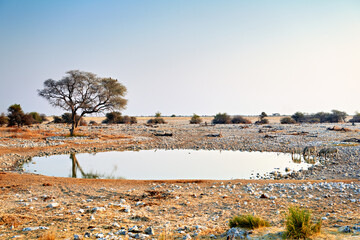 Namibia. Etosha National Park. Zebras drinking at a waterhole