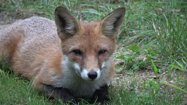 junger Rotfuchs in Gartensiedlung, Fuchs, Vulpes vulpes, junger Rotfuchs, F&uuml;chsin , Deutschland, Brandenburg