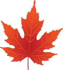 autumn maple leaf vector