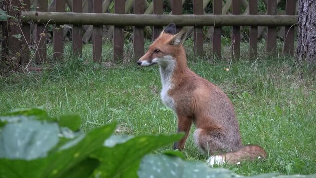 junger Rotfuchs in Gartensiedlung, Fuchs, Vulpes vulpes, junger Rotfuchs, F&uuml;chsin , Deutschland, Brandenburg