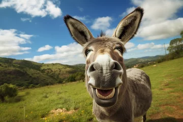 Fototapeten Donkey with a funny face on the background of blue sky © zakiroff
