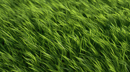 Fototapeta na wymiar Texture of fresh green grass top view. Surface template with lawn. 