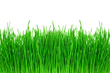 Fototapeta premium a sprouts of green wheat grass on transparent background