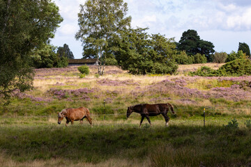 Naklejka na ściany i meble Wunderschöne Kutschpferde auf einer Weide bei Undeloh.