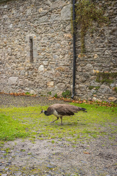 Ireland, Clonegall - August 31 2023 "Huntington Castle and Gardens in Clonegall town"