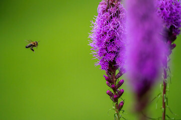 detail of flying bee or honeybee in Latin Apis Mellifera, european or western honey bee flying towards the violet purple or blue flower. Blurry green background. Selective focus.