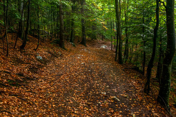 Fabulous and mysterious path in the decidous beech foggy forest. Location place of Carpathians mountain, Romania, Europe. Image of exotic scene. Vibrant photo wallpapers. Discover the beauty of earth