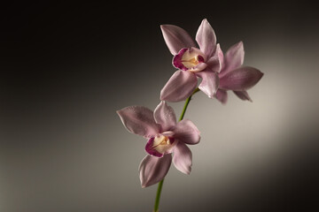 Naklejka na ściany i meble Pink Cymbidium orchid flowers on gray background, horizontal format, place for text