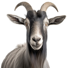 portrait of a grey horned goat isolated on a white background as transparent PNG
