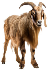 brown horned goat with long fur isolated on a white background as transparent PNG