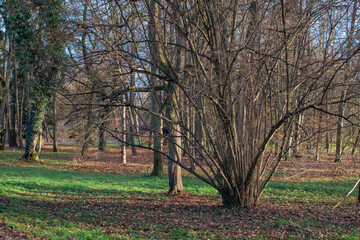 autumn park with yellow trees and yellow grass in ingolstadt city bavaria germany	
