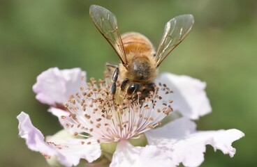 Bee on blackberry flower close-up