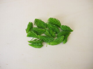 Young spruce tips: fresh shoots from spruce tree on a wooden board
