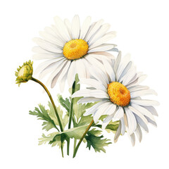 Watercolor daisy . Generative Ai