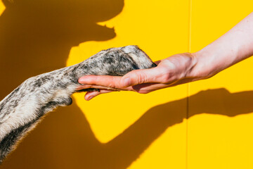 Hand of woman holding dog's paw in front of yellow wall