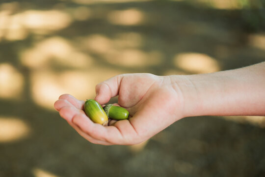 hands with acorns, on bright background