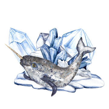 Watercolor illustration of the Arctic, a narwhal in the snow among crystals and ice floes, in gray-blue tones, isolated composition on a transparent background