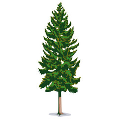 Fototapeta premium tree isolated green tree isolated on white tree with leaves