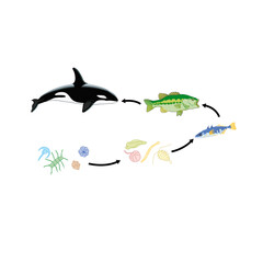 Marine food chain orca killer whale fish plankton