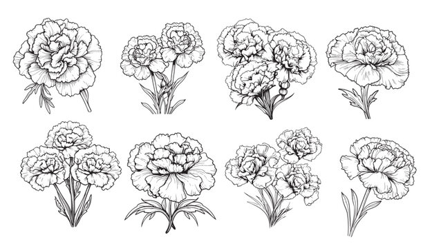 Carnation set sketch hand drawn in comic style.Vector Garden flowers