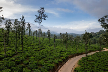 Fototapeta na wymiar Beautiful tea plantation view from above, Drone shot of Wayanad tea estate