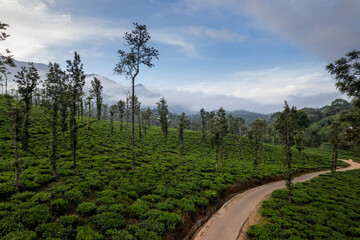 Beautiful tea plantation view from above, Drone shot of Wayanad tea estate