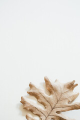 natural background - beige autumn dry Oak leaf on white close up with copy space
