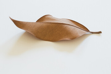 natural background - beige autumn dry leaf on white close up with copy space