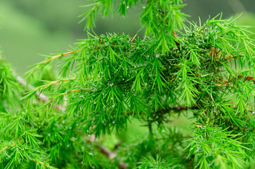Green juniper bush with dew drops after rain