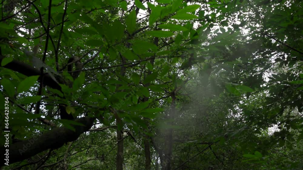 Wall mural Steam rising up through a woodland as someone boils water below