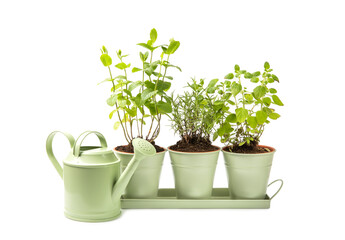 Garden herbs in pots and watering can for flowers isolated on a white background. Mint and rosemary. Spicy spices. Assorted fresh herbs. Homemade aromatic and culinary herbs.