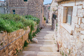 Kitty cat on old town street.