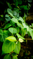 Fototapeta na wymiar green leaves of thriving bougainvillea flower