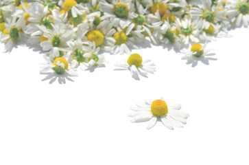 Medical medicinal chamomile lies on a white background