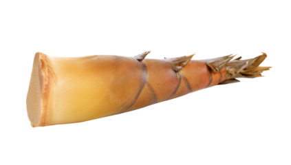 Bamboo shoot transparent png