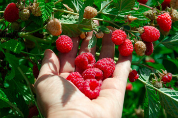 Ripe juicy raspberries in a woman's hand