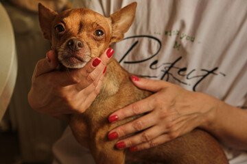 Female hand touching while stroking a cute little shy toy terrier dog. Care and tenderness for a pet