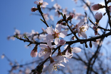 アーモンドの花